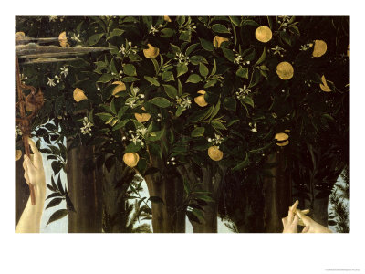 botticelli-sandro-primavera-detail-of-the-orange-tree-c-1478