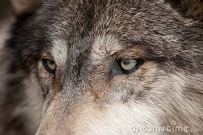 occhi-del-lupo-di-legname-lupus-di-canis-13702927